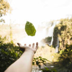 falling-leaf-with-blurred-background