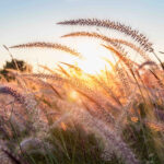 Grass flower at sunset.